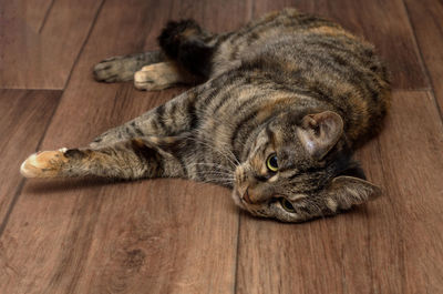 Cat lying on wooden floor