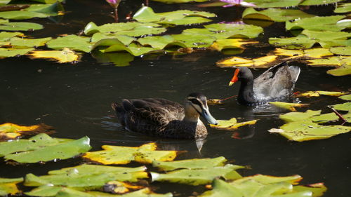 Ducks in a lake