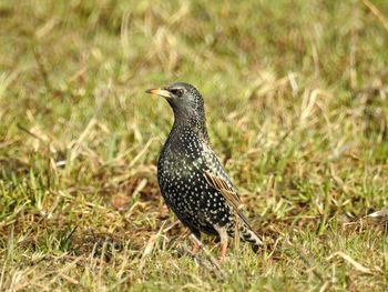 Close-up of bird perching on grassy field