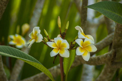 Close-up of yellow flowering plant