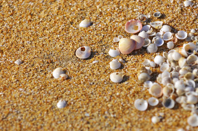 High angle view of seashells at shore
