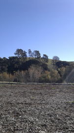 Trees against clear sky