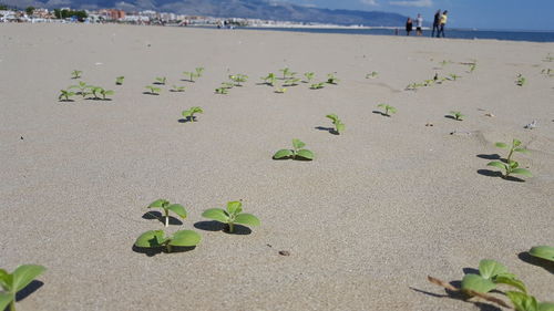 Plants growing on sand at beach