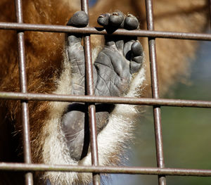 Close-up of orangutan's hand in cage