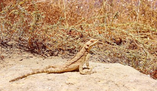 Close-up of lizard on rock