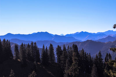 Trees with mountain range in background