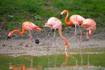 Flock of birds in water