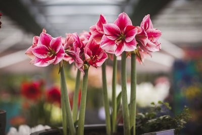 Close-up of pink flowering plants