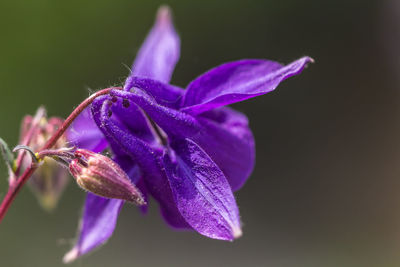 Close-up of purple iris flower