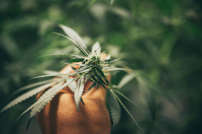 Close-up of hand holding marijuana plant