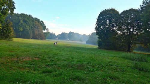 Trees on grassy field