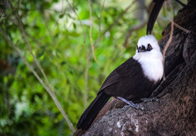 Close-up of bird perching on tree trunk