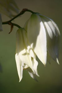 Close-up of white flowers