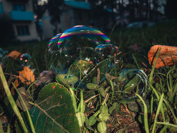 Close-up of bubbles in field