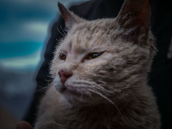 Close-up of cat looking away