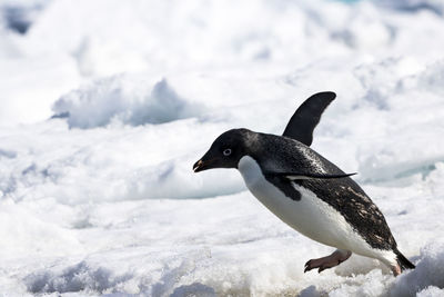 Close-up of penguin against sky during winter