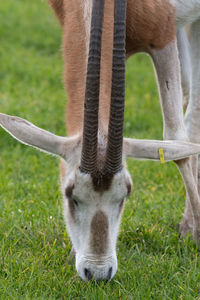 Close up portrait of a scimitar horned oryx grazing.