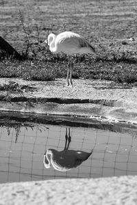 Birds in a lake