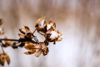 Close-up of dry flowers