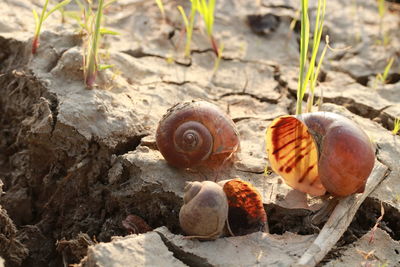 Close-up of snail on rock