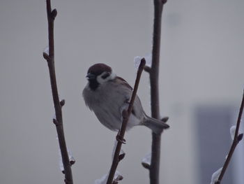 Close-up of bird perching on bare tree against clear sky