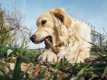 Golden retriever licking stick on field against sky