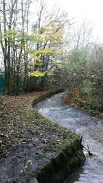 River flowing through forest