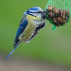 Close-up of bird perching outdoors