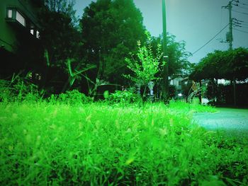 Trees on grassy field