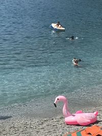 High angle view of swans swimming in lake