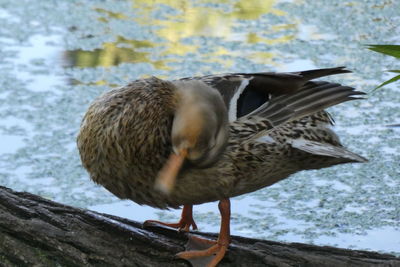 Close-up of a duck