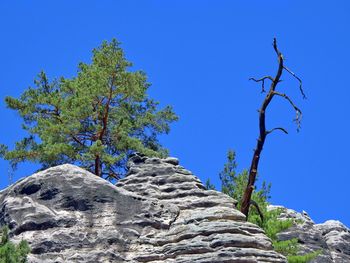 Low angle view of tree against clear blue sky