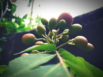 Close-up of fruits growing on plant