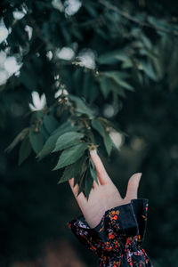 Cropped hand of woman touching leaf