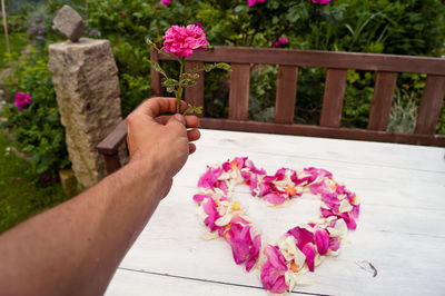 Close-up of hand holding pink roses
