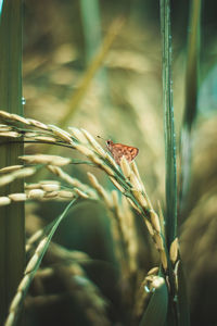 Close-up of insect on plant