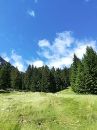 Trees growing in field against sky