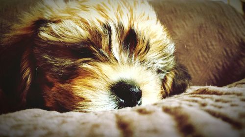 Close-up of dog sleeping at home