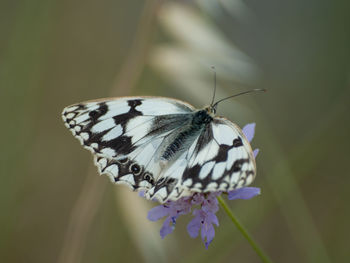 Close-up of butterfly on purple flower