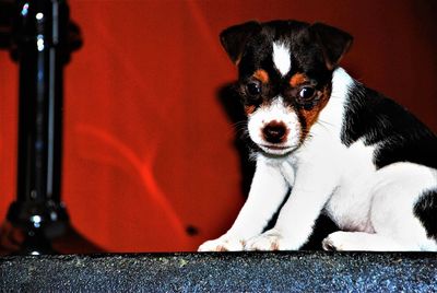 Portrait of puppy sitting outdoors