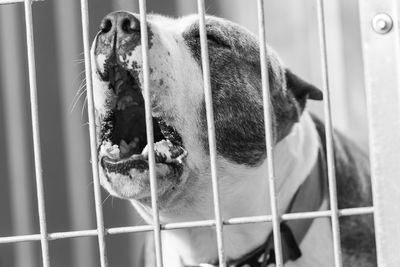 Close-up of dog in cage