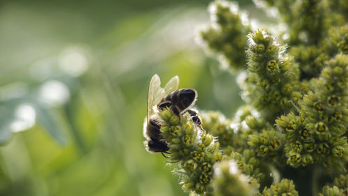 Close-up of bee pollinating flower