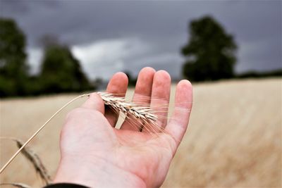 Close-up of hand holding plant