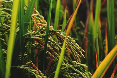 Close-up of crops growing in field