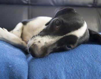 Close-up of dog sleeping on sofa at home