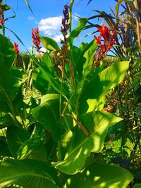 Close-up of fresh green leaves on field against sky