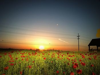 Plants growing on field at sunset
