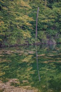 High angle view of trees in forest