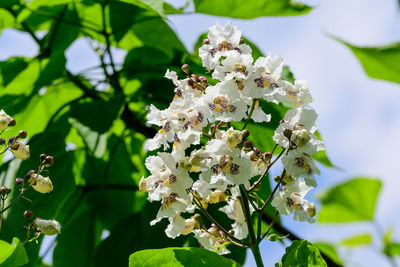 White flowers of catalpa bignonioides plant known as southern catalpa, cigartree or indian bean tree 