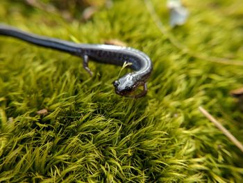 Close-up of duck on grass